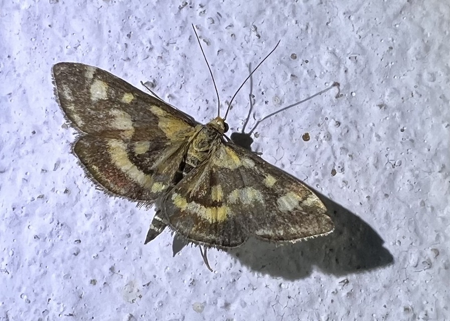 Pyrausta purpuralis - közönséges bíbormoly