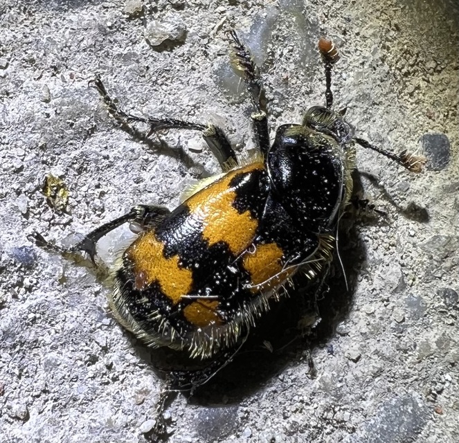 Nicrophorus vespillo - közönséges temetőbogár