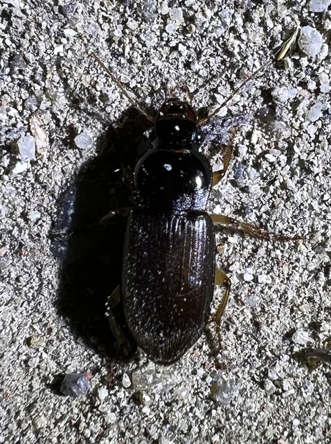 Harpalus griseus - kis selymesfutó
