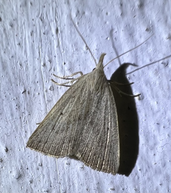 Macrochilo cribrumalis - csontszínű karcsúbagoly