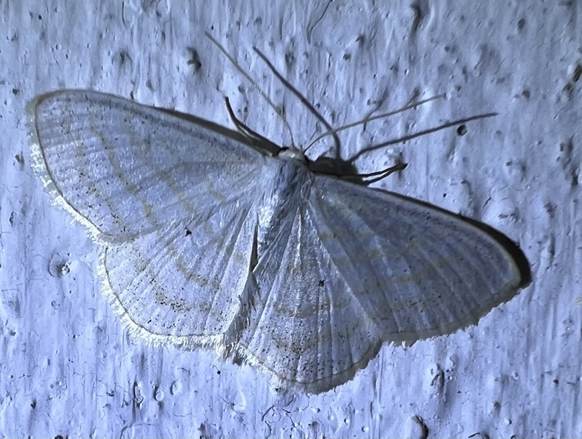 Scopula caricaria - mocsári fehéraraszoló