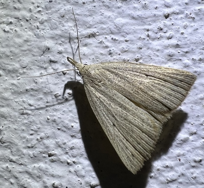 Macrochilo cribrumalis - csontszínű karcsúbagoly