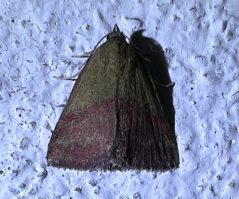 Phytometra viridaria - pirossávos bagoly
