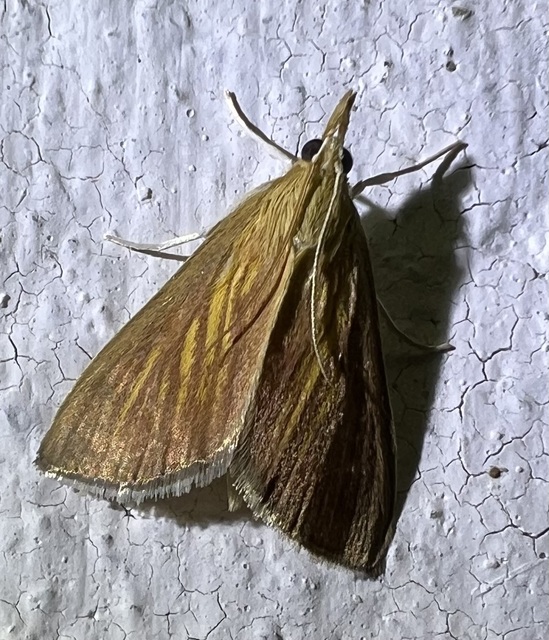 Nascia cilialis - sásrágó tűzmoly