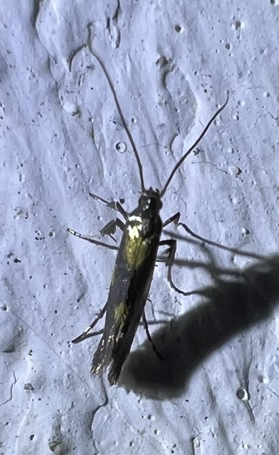 Euspilapteryx auroguttella - orbáncfű-keskenymoly