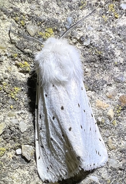 Spilosoma lubricipedum/urticae