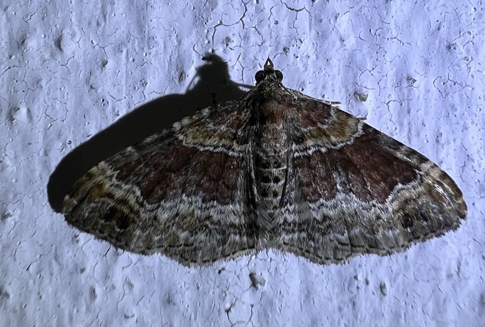 Xanthorhoe spadicearia - sávos tarkaaraszoló