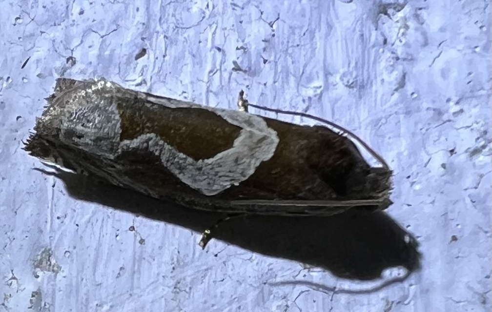 Epiblema foenella - kampósfoltú tükrösmoly