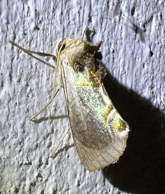 Diachrysia zosimi - nemes aranybagoly