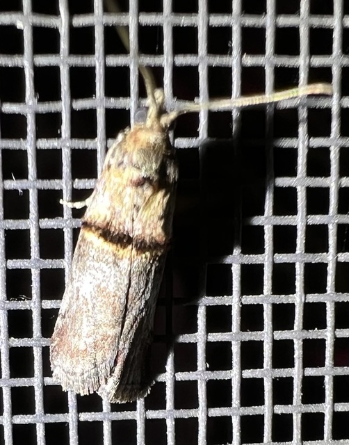 Trachonitis cristella - bokorrágó karcsúmoly