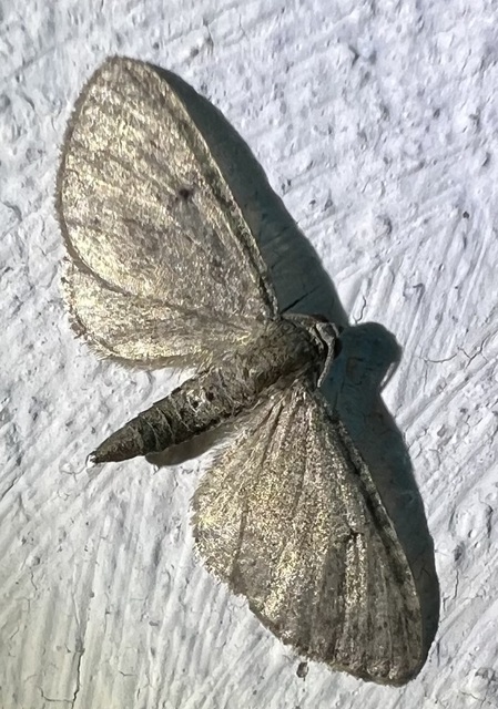 Eupithecia selinata - lápi törpearaszoló
