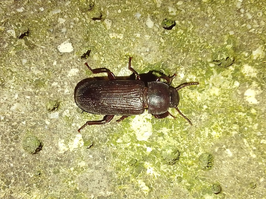 Tenebrio molitor - közönséges lisztbogár