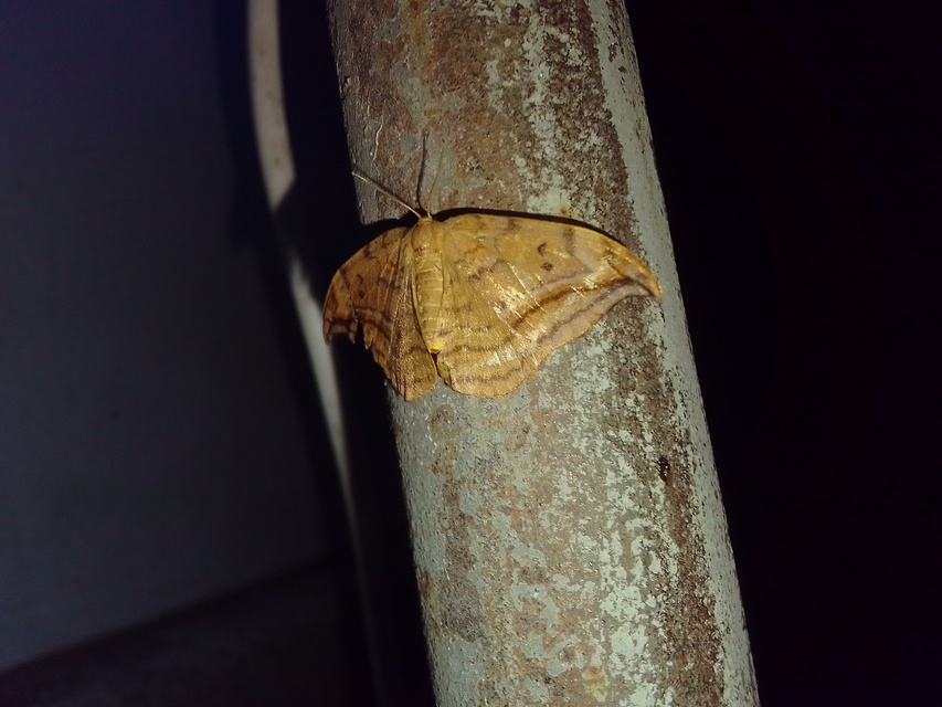 Drepana curvatula - égerfa-sarlósszövő