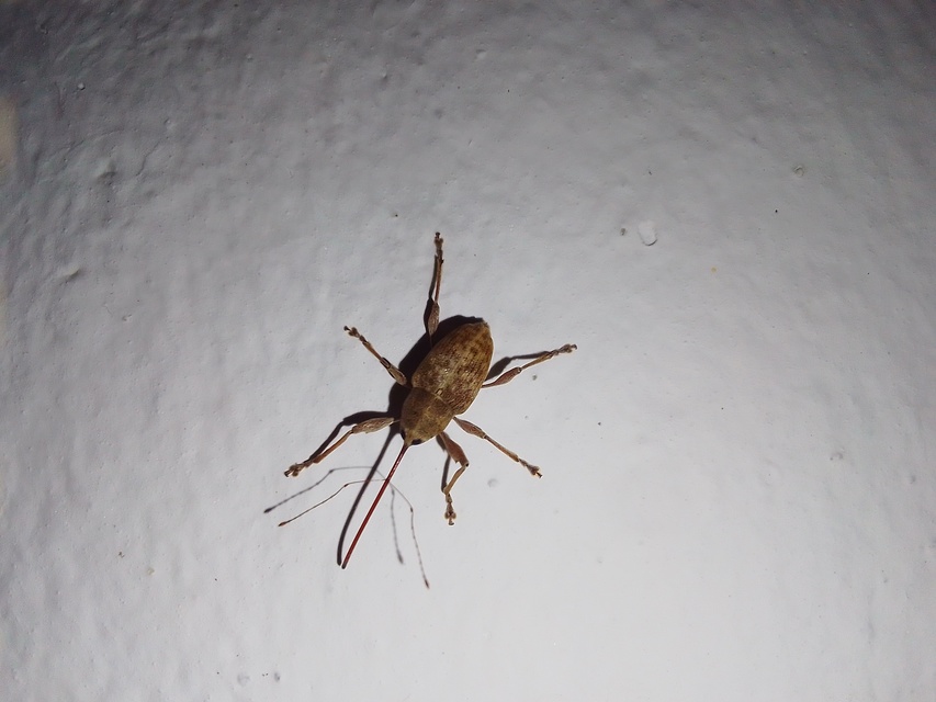 Curculio elephas - gesztenyezsuzsóka
