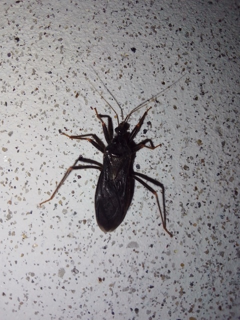 Reduvius personatus - szemetes zugpoloska