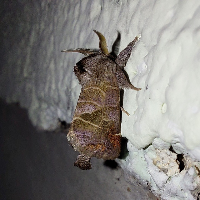 Clostera pigra - apró levélszövő