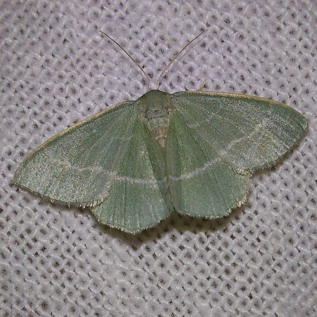 Chlorissa viridata - üdezöld araszoló