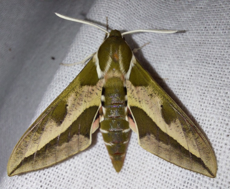 Hyles euphorbiae - kutyatejszender