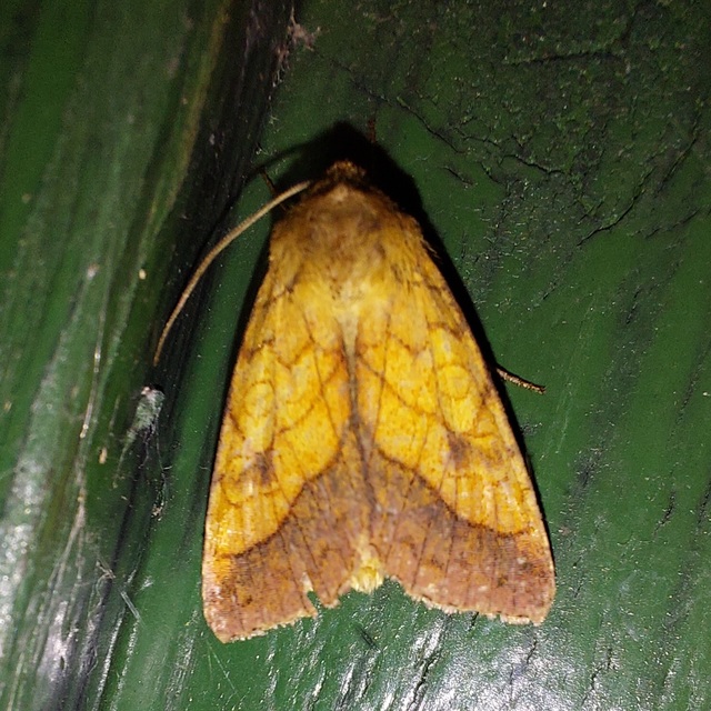 Pyrrhia umbra - iglicebagoly
