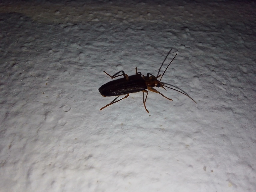 Nacerdes carniolica - karnóliai álcincér