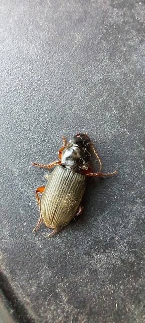 Harpalus rufipes - nagy selymesfutó