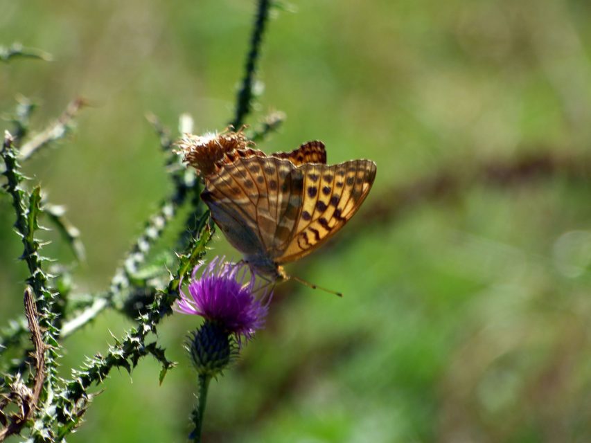 Argynnis paphia - nagy gyöngyházlepke