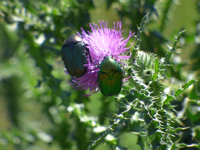 Cetonia aurata - aranyos virágbogár