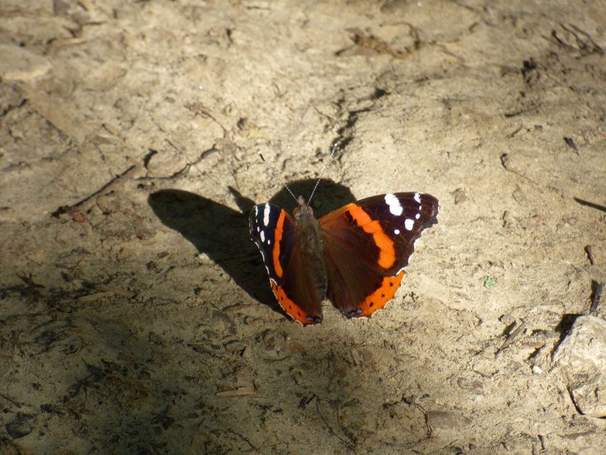 Vanessa atalanta - atalantalepke