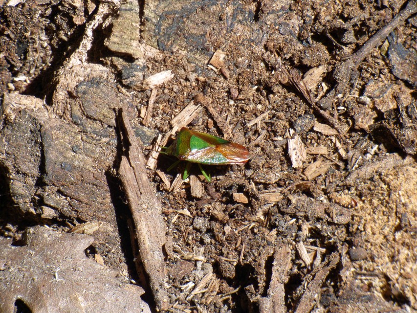 Acanthosoma haemorrhoidale - nagy dajkapoloska Acanthosoma haemorrhoidale - nagy dajkapoloska