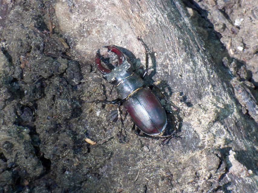 Lucanus cervus - nagy szarvasbogár