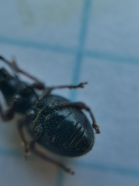 Otiorhynchus ovatus - apró gyalogormányos
