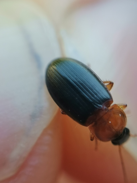 Calathus melanocephalus - vörösnyakú tarfutó