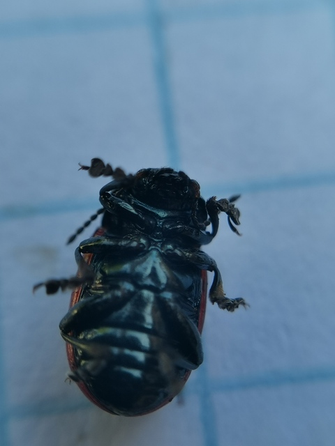Chrysolina marginata - nyúlánk szegélyeslevelész
