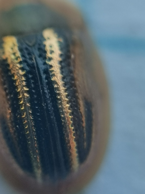 Cassida nobilis - díszes pajzsbogár Cassida nobilis - díszes pajzsbogár