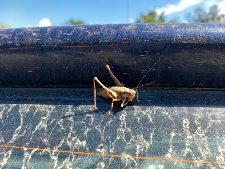 Pholidoptera griseoaptera - szürke avarszöcske