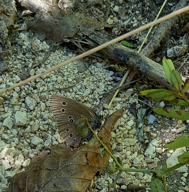 Aphantopus hyperanthus - közönséges ökörszemlepke