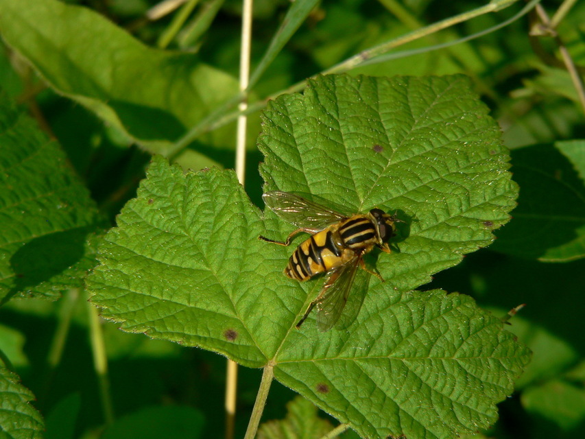 Helophilus pendulus - közönséges mocsárilégy
