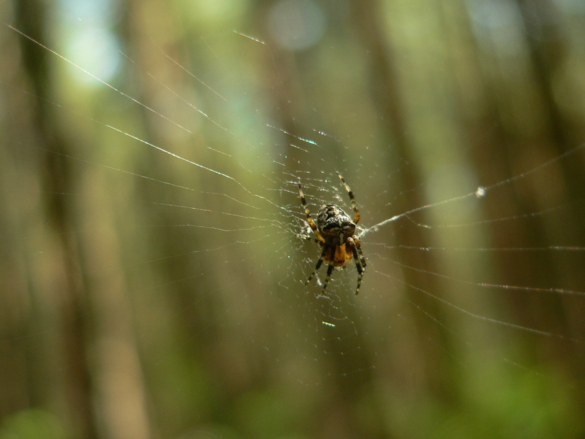 Araneus diadematus - koronás keresztespók