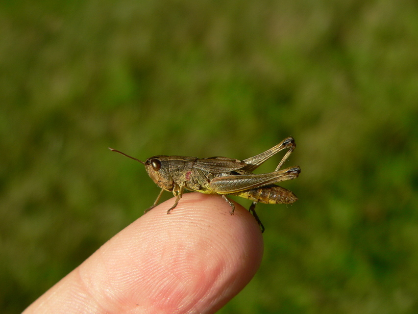Pseudochorthippus parallelus - közönséges rétisáska