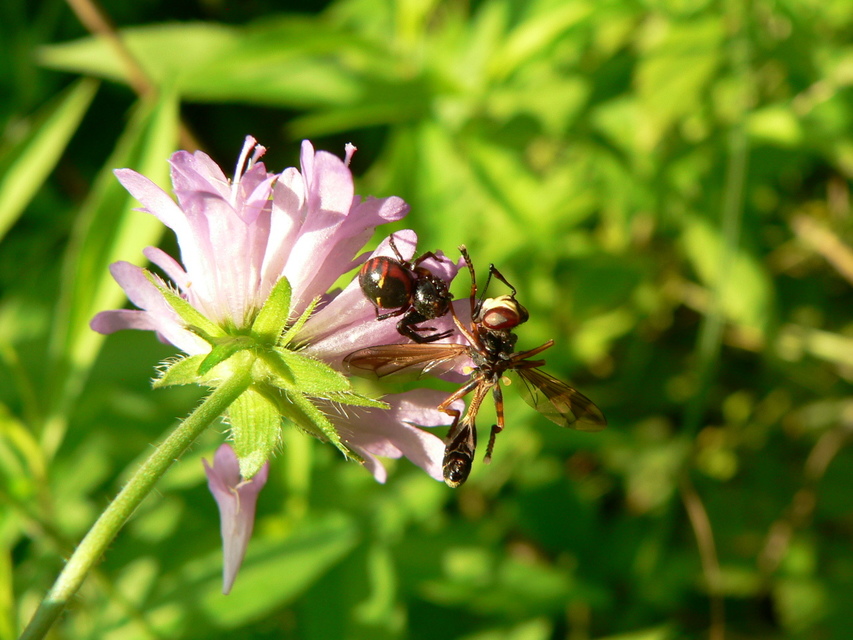 Synema globosum/ornatum