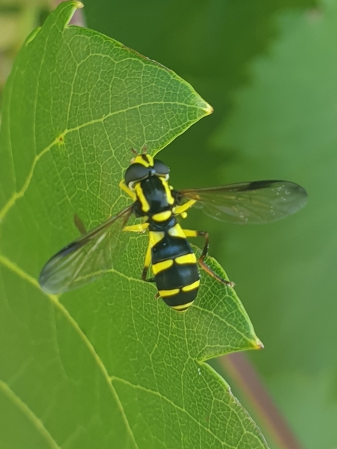 Xanthogramma dives - foltosszárnyú oldalsávoslégy