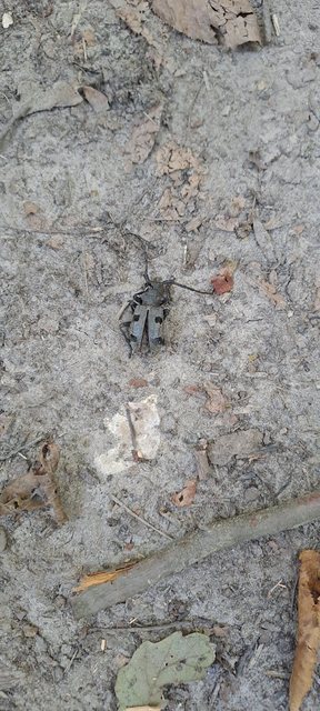 Morimus asper funereus - gyászcincér