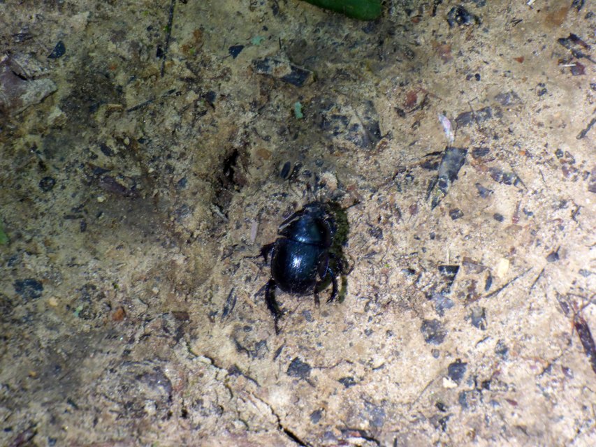 Trypocopris vernalis - tavaszi álganéjtúró