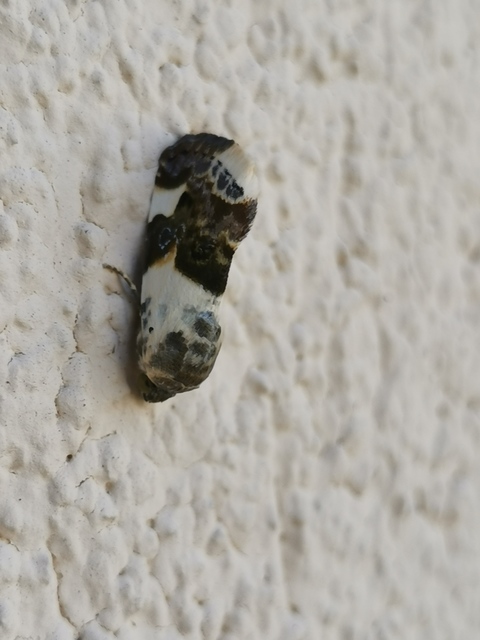 Acontia lucida - fehér nappalibagoly