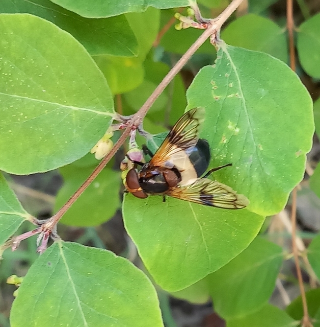 Volucella pellucens - üvegpotrohú pihelégy