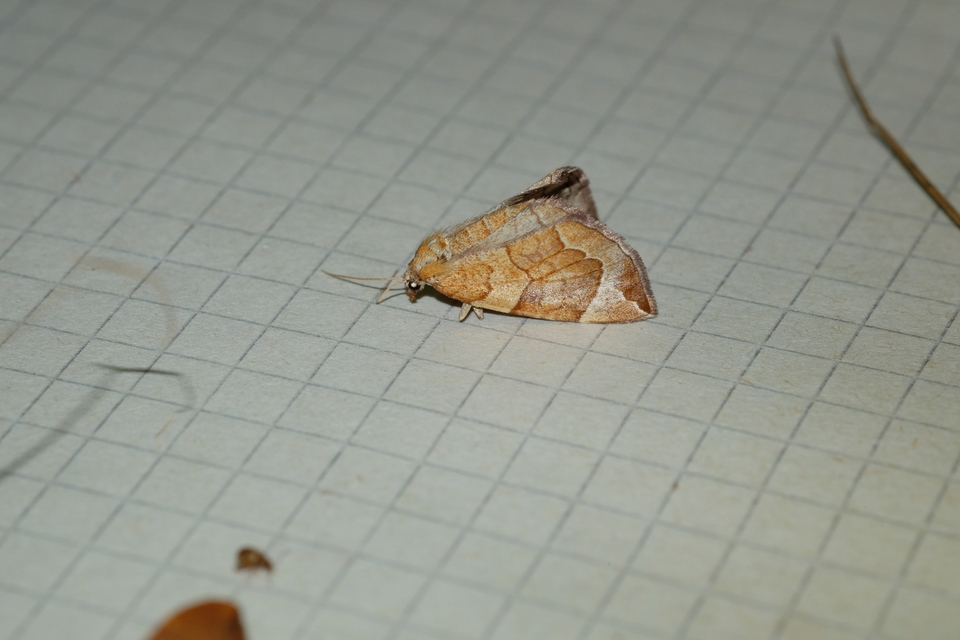 Eulithis testata - rezgőnyár-tarkaaraszoló