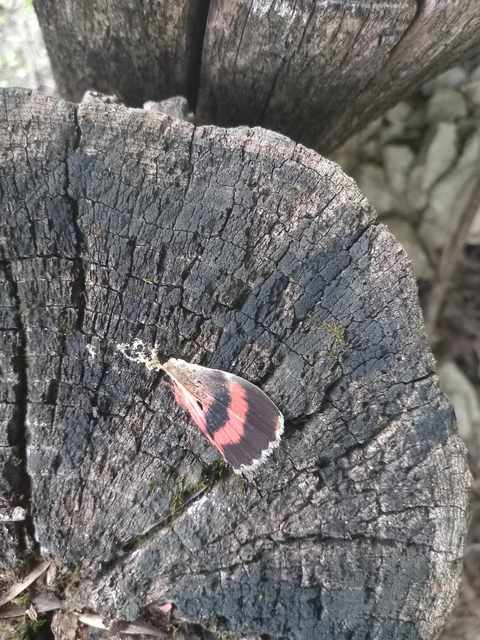 Catocala elocata - közönséges övesbagoly