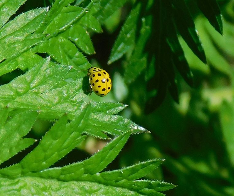 Psyllobora vigintiduopunctata - huszonkétpettyes katica
