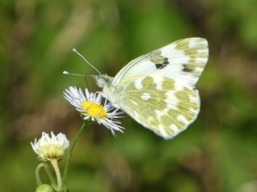 Pontia edusa - rezedalepke