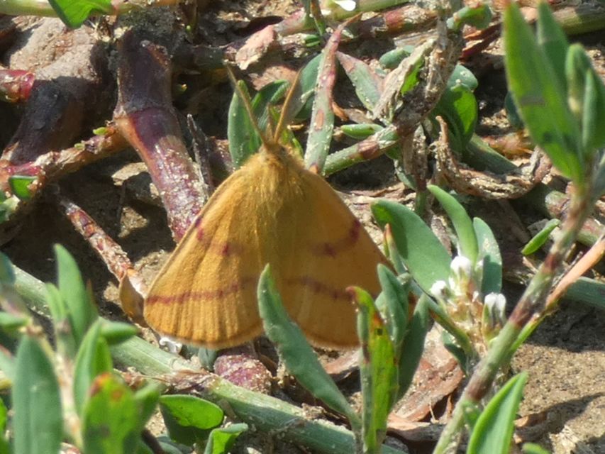 Lythria purpuraria - bíborsávos araszoló